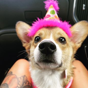 Dexter's Deli - Cute birthday hat - Pet Stores Near Me - San Diego, California Dexter's Deli - Cute birthday hat - Pet Stores Near Me - San Diego, California