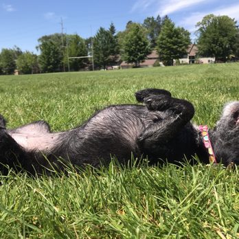 Healing Arts Animal Care - Cali enjoying a sunshine day after therapy - Veterinarians Near Me - Beaverton, Oregon Healing Arts Animal Care - Cali enjoying a sunshine day after therapy - Veterinarians Near Me - Beaverton, Oregon