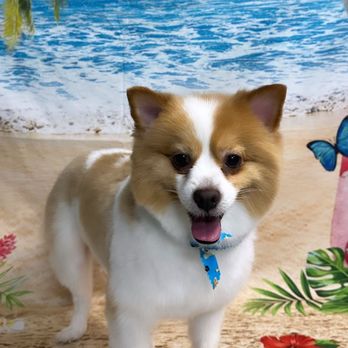 Glow Upets Grooming - Pet Groomers Near Me - San José, California Glow Upets Grooming - Pet Groomers Near Me - San José, California