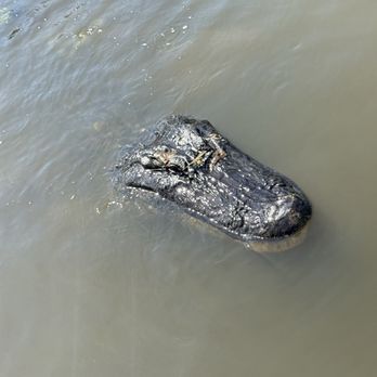 Louisiana Tour - Big crocodile - Tours Near Me - Marrero, Louisiana Louisiana Tour - Big crocodile - Tours Near Me - Marrero, Louisiana