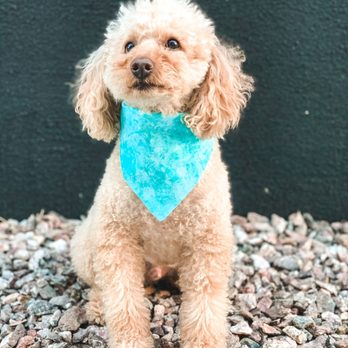 Collar Club LV - One of my favs and smartest breeds. Poodle squad - Dog Walkers Near Me Collar Club LV - One of my favs and smartest breeds. Poodle squad - Dog Walkers Near Me