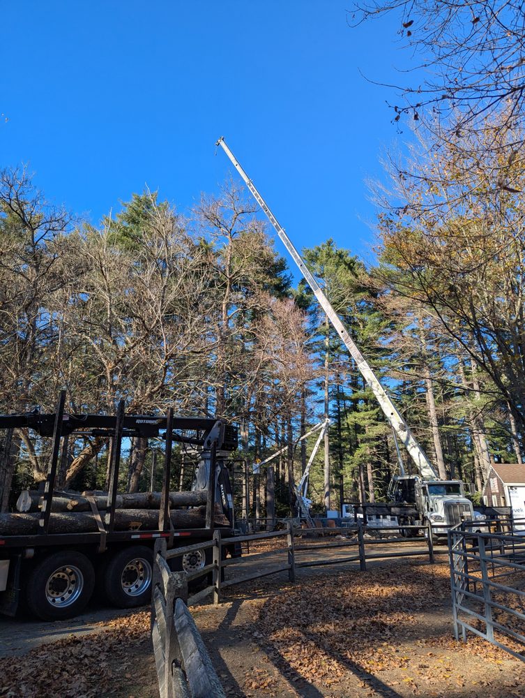 PS Tree Service - tree service in Holbrook, MA