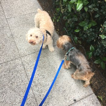 Dog Gone It - Dog Walkers Near Me Dog Gone It - Dog Walkers Near Me