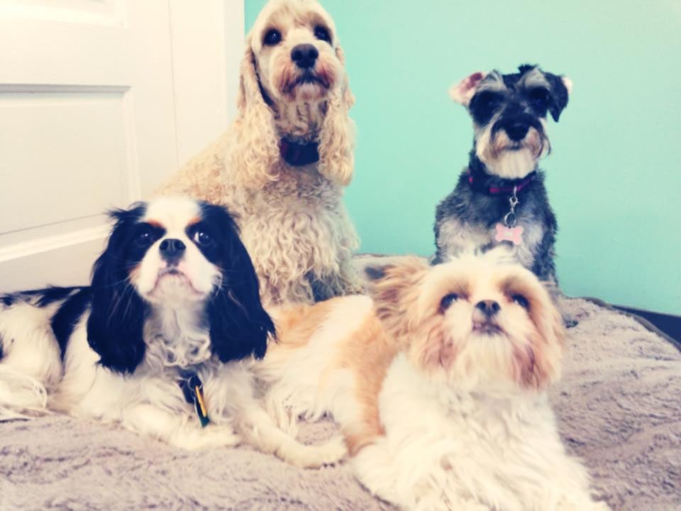 KATIE’S KENNEL Updated September 2024 14 Photos 9038 N 66th St, Omaha, Nebraska Pet