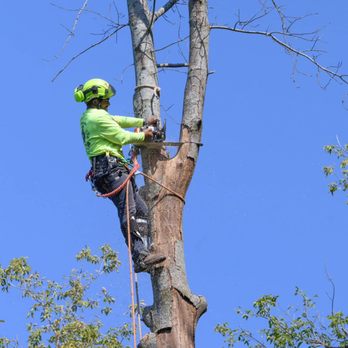 Nelson Tree Services - Tree Services Near Me Nelson Tree Services - Tree Services Near Me