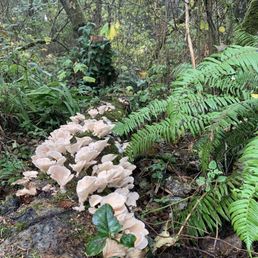 I'm a fungi.
