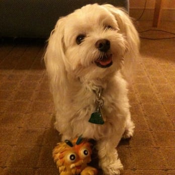 Laura's Classy Canines - Pet Groomers Near Me - Davie, Florida Laura's Classy Canines - Pet Groomers Near Me - Davie, Florida