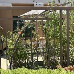 6/10/26 Tomatoes growing, bearing fruit at the Fontana senior center