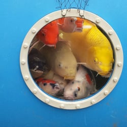Rainbow Pond Fish - Koi love having a window and being able to see out