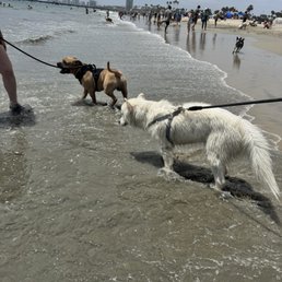Samson and Zero playing at the beach Samson and Zero playing at the beach