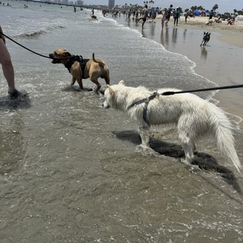 Rosie's Dog Beach - Samson and Zero playing at the beach - Dog Parks Near Me - Long Beach, California Rosie's Dog Beach - Samson and Zero playing at the beach - Dog Parks Near Me - Long Beach, California