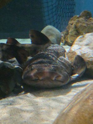 Central Coast Aquarium by null