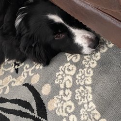 Brookline Kennels - Guinness
