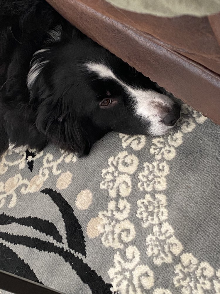 BROOKLINE KENNELS Updated July 2024 805 Elton Adelphia Rd, Freehold