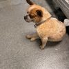 Barking Bliss  gift card