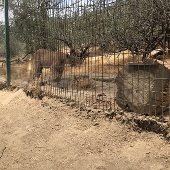 Project Survival's Cat Haven - Zoos Near Me - Dunlap, California