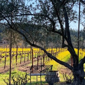 Bennett Lane Winery - Mustard among the vines gorgeous - Wineries Near Me - Calistoga, California Bennett Lane Winery - Mustard among the vines gorgeous - Wineries Near Me - Calistoga, California