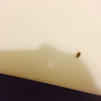 Cortland Duluth - ROACHES - Apartments Near Me - Duluth, Georgia