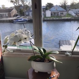 This wonderful ceramic bowl is perfect for my beautiful, large orchid.