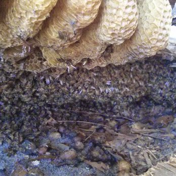 Honey Bee Rescue & Relocation Services - The hive that was under the floor of the shed. - Pest Control Near Me Honey Bee Rescue & Relocation Services - The hive that was under the floor of the shed. - Pest Control Near Me