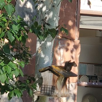 Circle J Club - Adorable little squirrel on the bird feeder. - Vacation Rentals Near Me - Park City, Utah