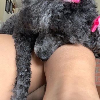 Ooh Puppy - I think she's comfy? Or is she? - Pet Groomers Near Me - La Mirada, California Ooh Puppy - I think she's comfy? Or is she? - Pet Groomers Near Me - La Mirada, California
