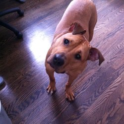 Pet Nanny Main Line