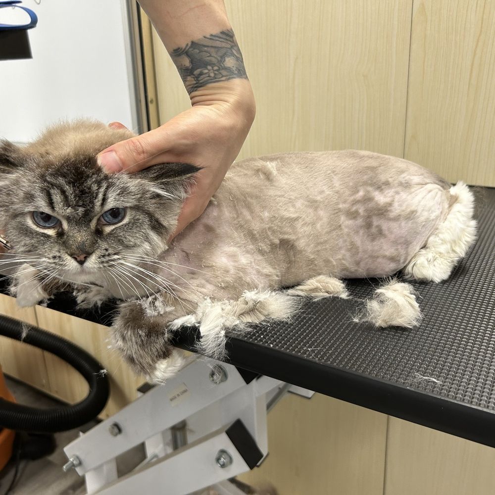 Pet Beloved - Pet Groomers Near Me - San Diego, California Pet Beloved - Pet Groomers Near Me - San Diego, California
