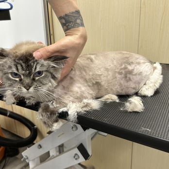 Pet Beloved - Pet Groomers Near Me - San Diego, California