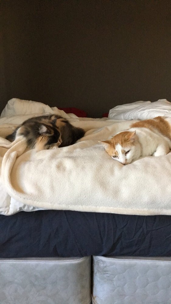 EL PASO VETERINARY HOSPITAL Updated September 2024 15 Reviews