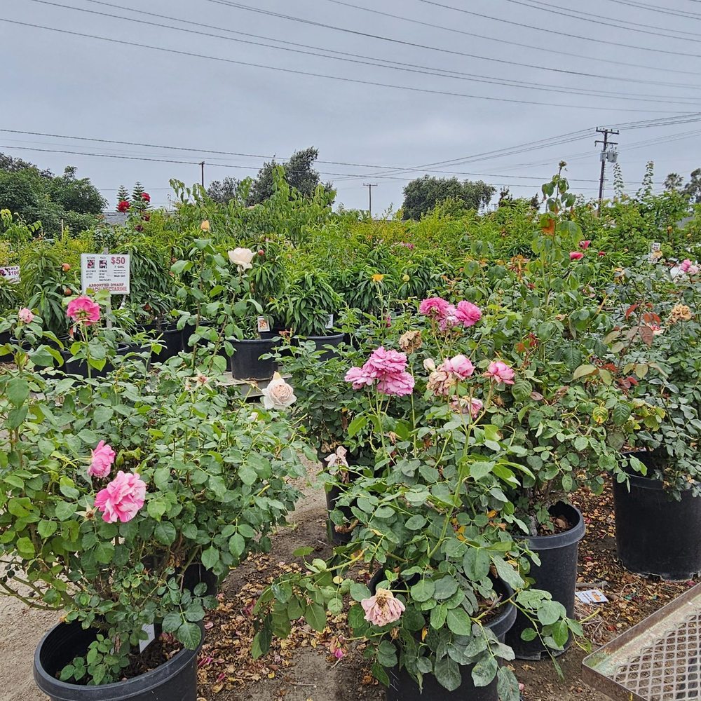 Mimosa Nursery - They sell roses here too. 6/14/2025 - Nurseries & Gardening Near Me - Anaheim, California Mimosa Nursery - They sell roses here too. 6/14/2025 - Nurseries & Gardening Near Me - Anaheim, California