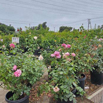Mimosa Nursery - They sell roses here too. 6/14/2025 - Nurseries & Gardening Near Me - Anaheim, California Mimosa Nursery - They sell roses here too. 6/14/2025 - Nurseries & Gardening Near Me - Anaheim, California