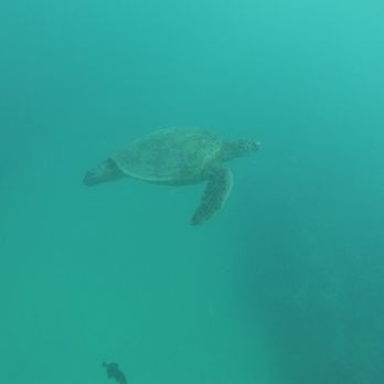 Makani Catamaran - We saw many honu. Seeing the turtles in their natural environment was amazing - Boating Near Me - Honolulu, Hawaii