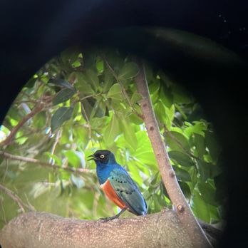 National Aviary - Superb Starling - Zoos Near Me - Pittsburgh, Pennsylvania