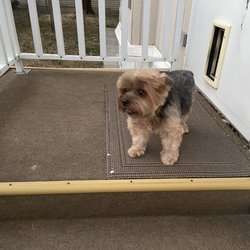 Pawsitive Purrfection House Call Grooming
