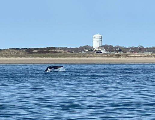 Ocean River Institute by null