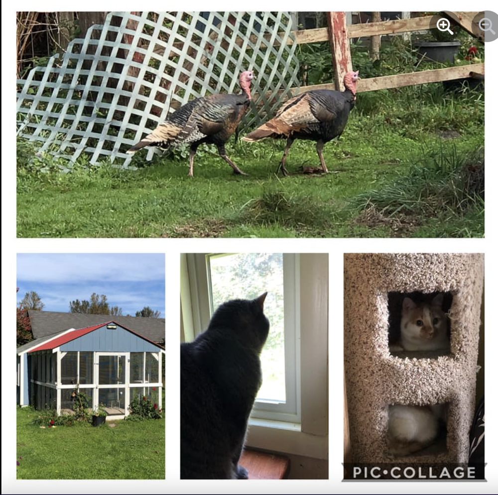 CATMANDU RETREAT Updated September 2024 Eugene, Oregon Pet