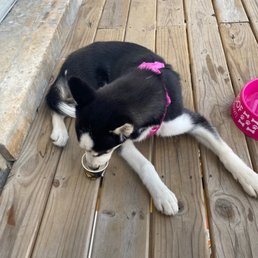 Yopup dog ice cream