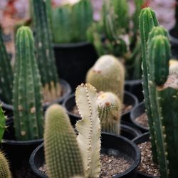 Garibaldo's Nursery