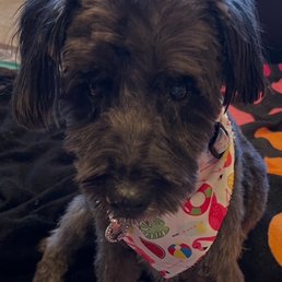 Jingles looking and feeling great after her spa day Jingles looking and feeling great after her spa day