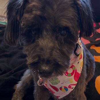 Bark Barber - Jingles looking and feeling great after her spa day - Pet Groomers Near Me Bark Barber - Jingles looking and feeling great after her spa day - Pet Groomers Near Me