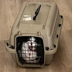 Peoria Animal Hospital - Luna going to the vet