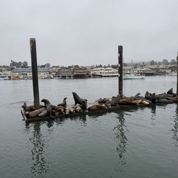 Lost Isle Adventures - Lots of barking. - Boat Tours Near Me - Morro Bay, California