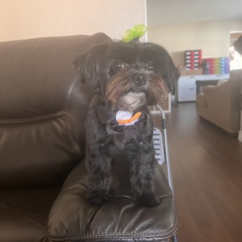 Groomer On The Go - Pet Groomers Near Me