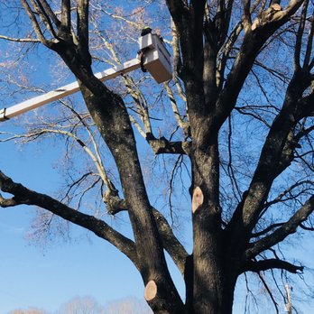 Bobby Hursey Tree Service - Why top a tree when you can bring the beauty back by trimming and raising canopies. And keep the natural shape of the tree. - Tree Services Near Me - Albemarle, North Carolina Bobby Hursey Tree Service - Why top a tree when you can bring the beauty back by trimming and raising canopies. And keep the natural shape of the tree. - Tree Services Near Me - Albemarle, North Carolina