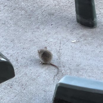 Wahoo's Fish Taco - One of a few mice observed on the patio. - Mexican Near Me - Denver, Colorado