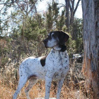 Sit Means Sit - Denver - Birds? - Pet Training Near Me - Wheat Ridge, Colorado Sit Means Sit - Denver - Birds? - Pet Training Near Me - Wheat Ridge, Colorado