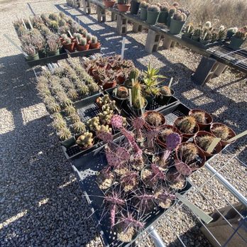 Paul's Desert - Buncha pricks - Nurseries & Gardening Near Me - Schertz, Texas Paul's Desert - Buncha pricks - Nurseries & Gardening Near Me - Schertz, Texas
