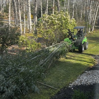 Fredy's Tree Services - Bamboo removal - Tree Services Near Me - Mays Landing, New Jersey Fredy's Tree Services - Bamboo removal - Tree Services Near Me - Mays Landing, New Jersey
