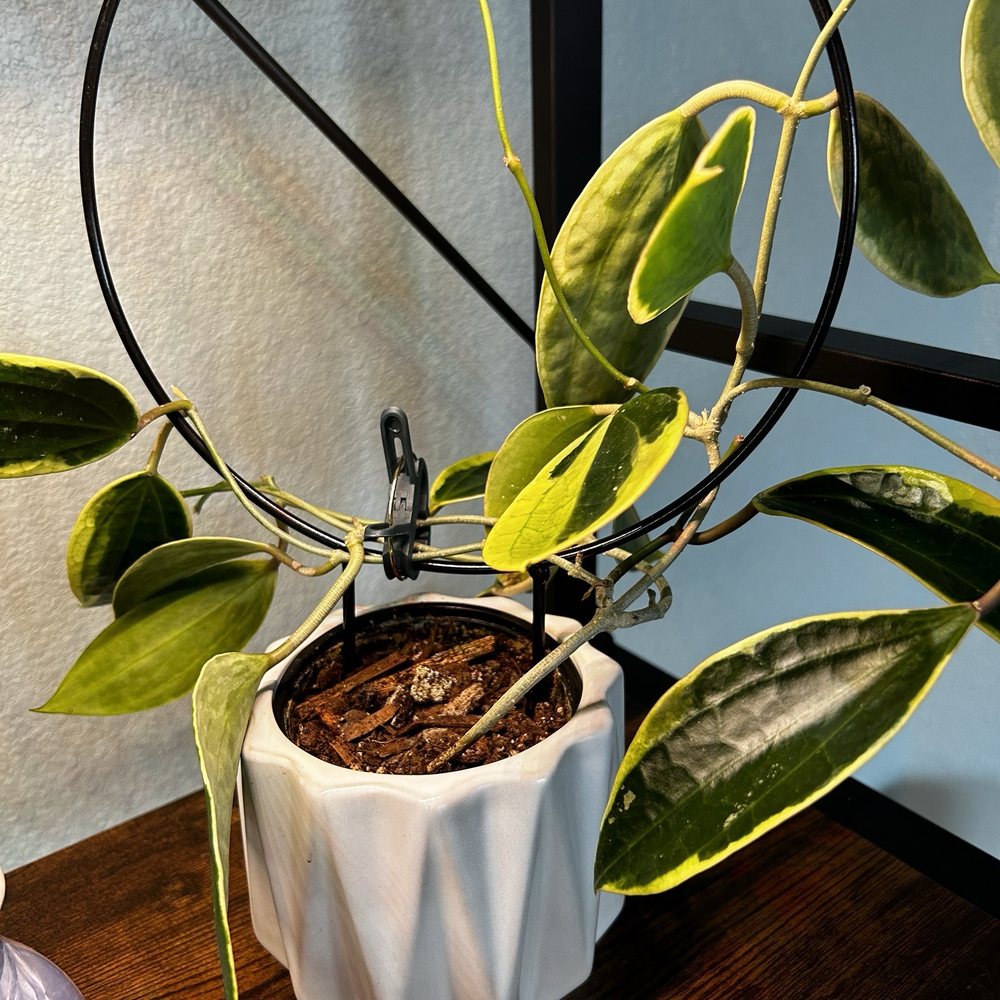 Wild Roots Nursery - Variegated Hoya Macrophylla (purchased at Wild Roots). - Nurseries & Gardening Near Me - New Braunfels, Texas Wild Roots Nursery - Variegated Hoya Macrophylla (purchased at Wild Roots). - Nurseries & Gardening Near Me - New Braunfels, Texas
